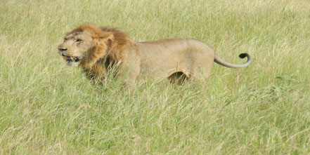 lions-research-tracking-kasenyi-plains.jpg