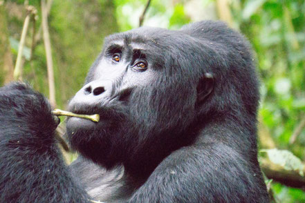 9-days-gorilla-trekking-tour.jpg