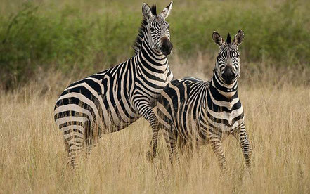 zebras-lake-mburo-national-park.jpg