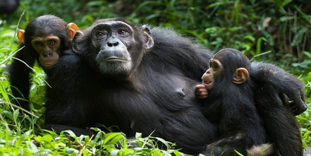 kalinzu-forest-reserve-chimpanzees.jpg