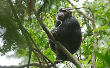 chimpanzee-tracking-nyungwe-national-park.jpg