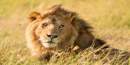 Queen-Elizabeth-National-Park-lion-tracking.jpg