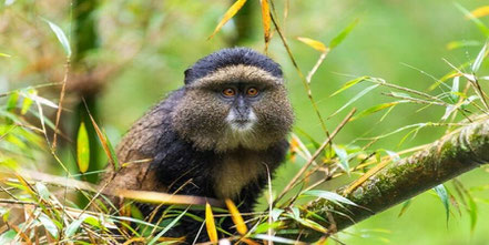 volcanoes-national-park-golden-monkey.jpg