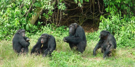 kyambura-gorge-chimpanzees.jpg