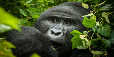 Bwindi -Impenetrable-Forest-National-Park-Gorilla.jpg