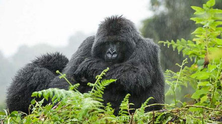 Volcanoes-national-park-gorillas.jpg