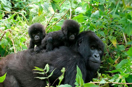 bwindi-impenetrable-forest-national-park-mountain-gorillas.jpg