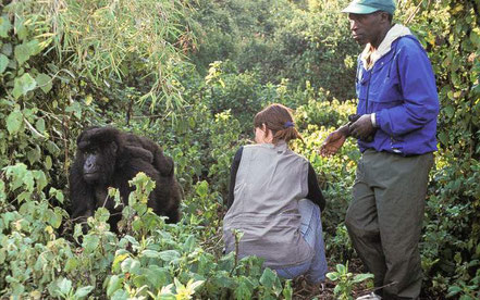 3-day-budget-gorilla-trekking-safari.jpg