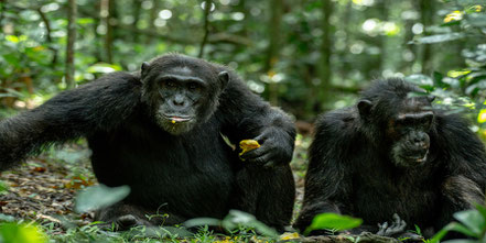 kibale-forest-national-park.jpg