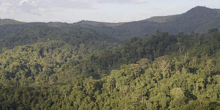 gishwati-mukuru-national-park.jpg