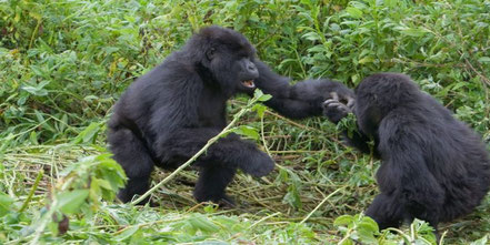 nkuringo-sector-of-bwindi-impenetrable-forest-national-park.jpg