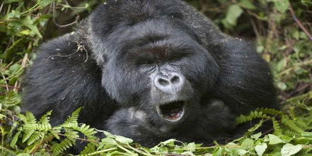 bwindi-gorilla-trekking.jpg