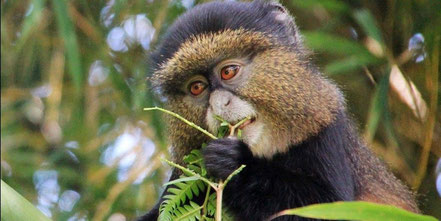 mgahinga-gorilla-national-park-golden-monkey.jpg