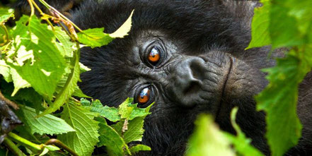 Bwindi -Impenetrable-Forest-National-Park-Gorilla.jpg