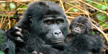 mgahinga-gorilla-national-park.jpg
