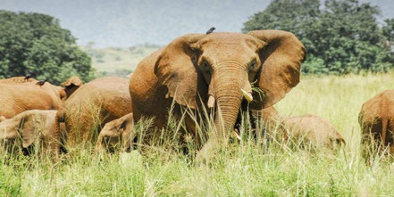 kidepo-valley-national-park.jpg