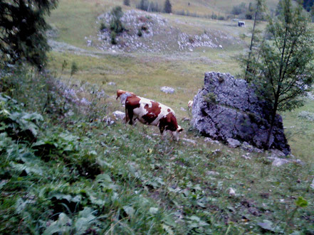 Eine Kuh im Allgäuer Hochland, Foto: A. Baumgarten