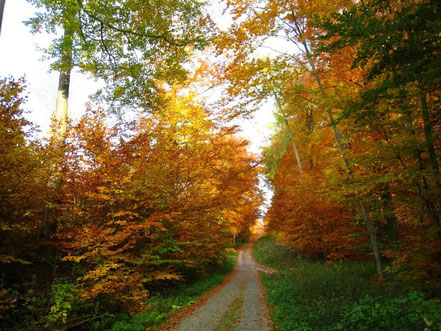 Autumn in Spessart