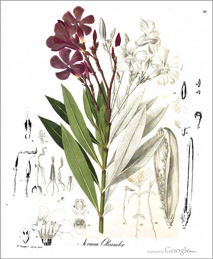 Oleander, Deutschlands phanerogamische Giftgewächse in Abbildungen und Beschreibungen    1838