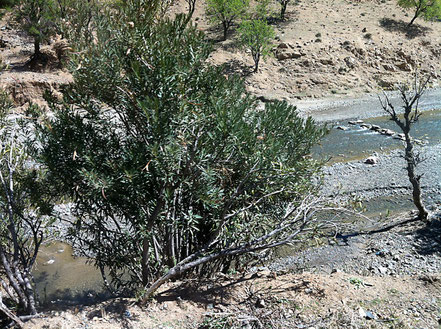 Wild wachsender Oleander in den Flusstälern, Marokko