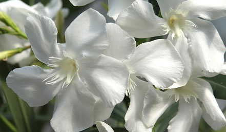 Weißer Oleander  Soeur Agnes