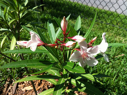 Oleander ‘Harriet Newding’, Robert Newding, Galveston