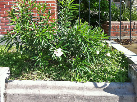 Oleander ‘Harriet Newding’, Robert Newding, Galveston