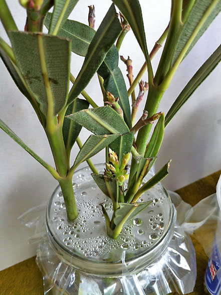 Wild Oleander, Stecklinge, aus der Todra Schlucht, Marokko