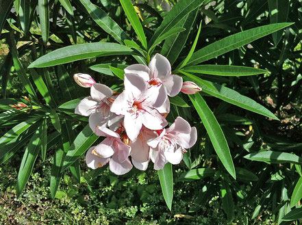 Oleander ‘Harriet Newding’, Robert Newding, Galveston