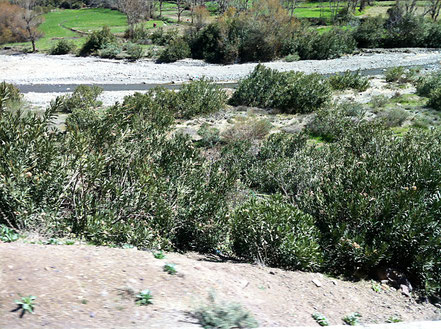 Wild wachsender Oleander in den Flusstälern, Marokko