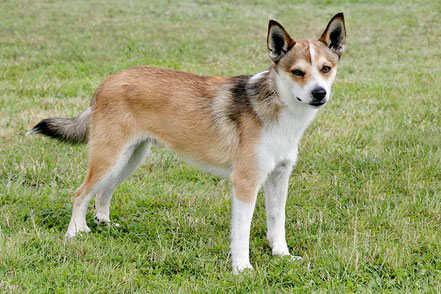 Foto: American Kennel Club