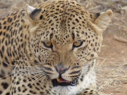 Bild: Namibia Leopard Tierfotografie