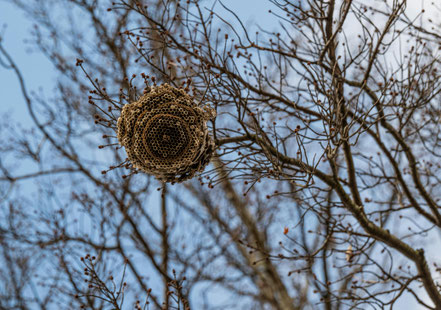 Wasp nest hanging from a tree branch.