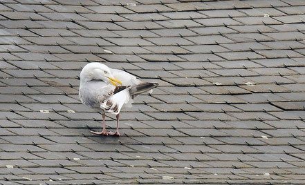 Slate roof featuring Seagull.