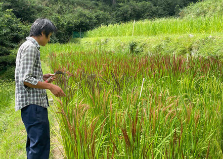 数十種類の稲 「いろいろ米」