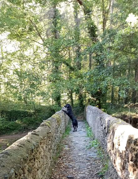 un chien sur un pont regardant l'eau couler