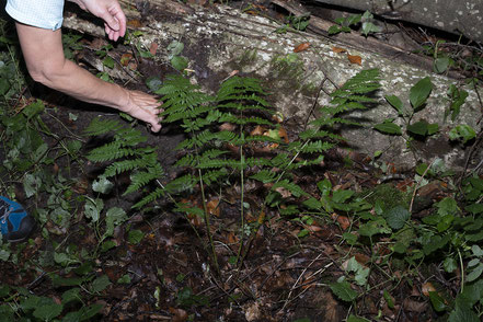 Der schöne Entferntfiedriger Wurmfarn  • Dryopteris remota musste zuerst von Brennnesseln und diversen  anderen Pflanzen befreit werden.