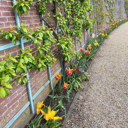 Tulips on the edges of the Upper Garden