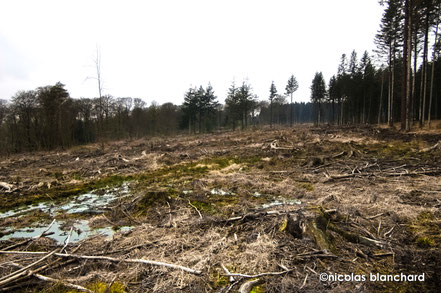 Forêt d'Ecouves, parcelle n° 377, Coupe rase en 2014, le sol n'est plus protégée des intempéries et des rayons du soleil. 