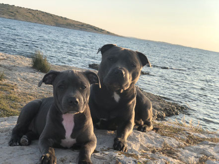Staffordshire Bullterrier Blau
