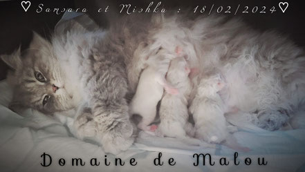 elevage chat siberien Toulouse