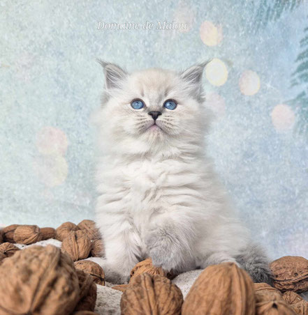 chat sibérien yeux bleus