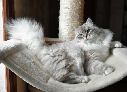 chatterie Magic Chamane's