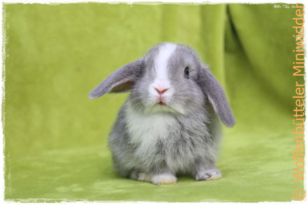 Farben Wolfenbuttel Miniwidder