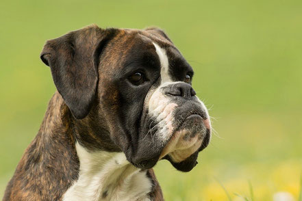 Boxer Hund vonderwaldnielerheide