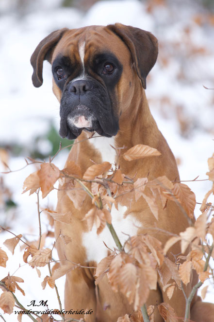 gelber Boxer Hund vonderwaldnielerheide 