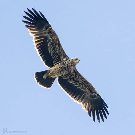 Eastern Imperial Eagle / Kaiseradler