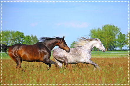 gut genährte Pferde im Galopp auf der Weide