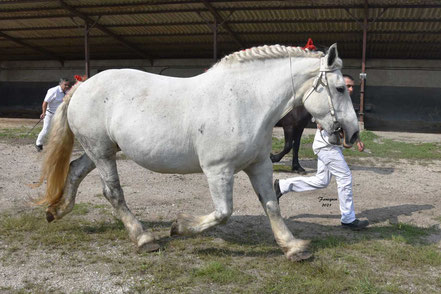 DUCHESSE DU GENIEBRE - Jument PERCHERON Suitée