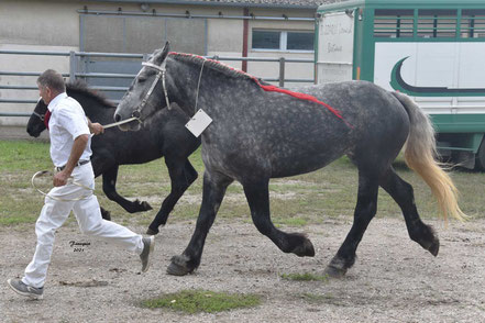 GAMINE DES COUSTAUSSE - Jument PERCHERON Suitée